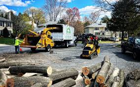 Best Hazardous Tree Removal  in Saluda, SC