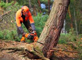 Best Tree Cabling and Bracing  in Saluda, SC