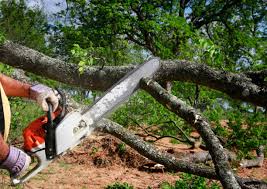 Best Tree Cabling and Bracing  in Saluda, SC