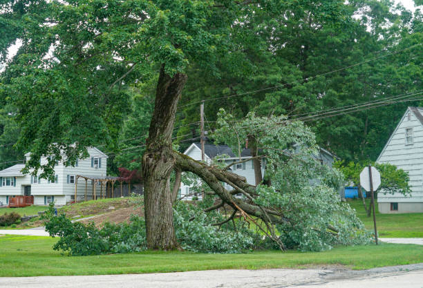 Best Tree Trimming and Pruning  in Saluda, SC