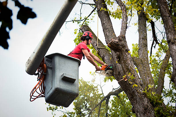 Saluda, SC Tree Care  Company